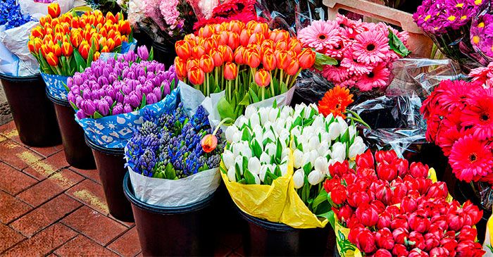 Оптом купить цветы недорого в москве доставка цветов по низким ценам