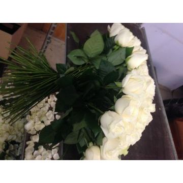 IMG_7243.jpeg IMG_7243.jpeg