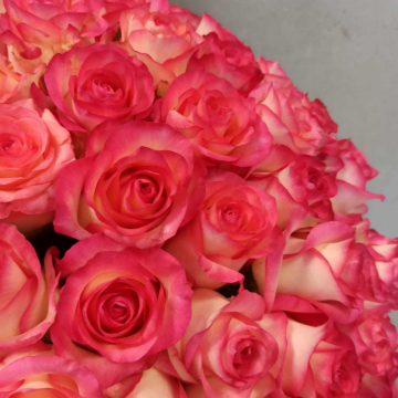 Букет бело-розовых роз 51 шт 40 см С теплыми пожеланиями