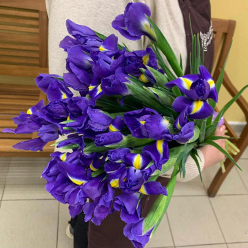 Ирис Biue Magic (NL)