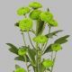 Кустовая хризантема Filling green